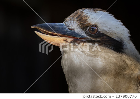 Kookaburra bird close up Kookaburra bird close up 137906770