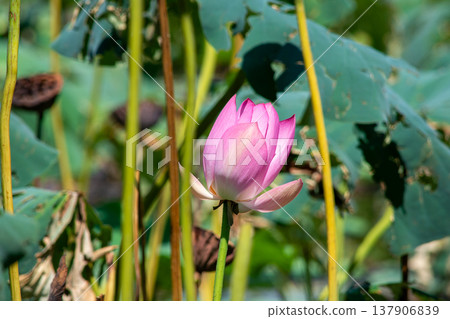 Pink lotus bud blooming in pond with green leaves Pink lotus bud blooming in pond with green leaves 137906839