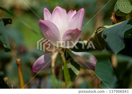 Pink lotus flower blooming in pond with green leaves Pink lotus flower blooming in pond with green leaves 137906841