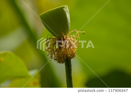 Green lotus seed pod macro with soft bokeh 137906847
