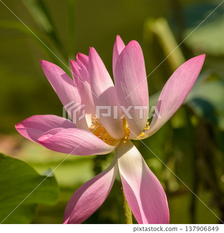 Pink lotus flower macro in soft sunlight 137906849