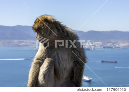 Monkeys sitting on rock at Gibraltar with ocean and ships in the background during bright sunny day Monkeys sitting on rock at Gibraltar with ocean and ships in the background during bright sunny day 137906930