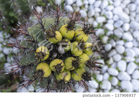 Cactus with yellow fruits growing in a garden with white pebbles and green plants in the background during daylight 137906937