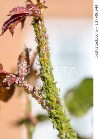 Green aphids on rose plant, tiny green flies insecticide lice Green aphids on rose plant, tiny green flies insecticide lice 137906944