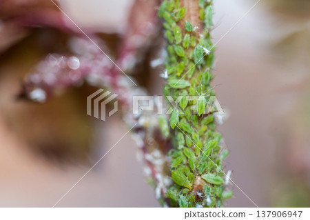 Green aphids on rose plant, tiny green flies insecticide lice Green aphids on rose plant, tiny green flies insecticide lice 137906947