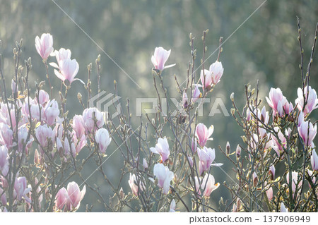 Spring floral background, blooming magnolia flowers in the morning light. Spring floral background, blooming magnolia flowers in the morning light. 137906949