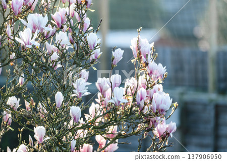 Spring floral background, blooming magnolia flowers in the morning light. Spring floral background, blooming magnolia flowers in the morning light. 137906950
