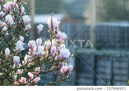 Spring floral background, blooming magnolia flowers in the morning light, copy space 137906951