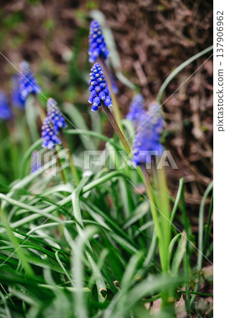 spring blue, purple small flowers. Muscari armeniacum (also known as Armenian grape hyacinth) flowers swaying in the wind in a spring day. Abstract nature concept spring blue, purple small flowers. Muscari armeniacum (also known as Armenian grape hyacinth) flowers swaying in the wind in a spring day. Abstract nature concept 137906962