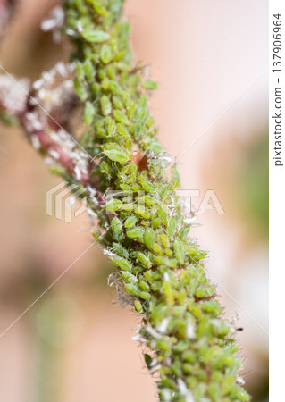 Green aphids on rose plant, tiny green flies insecticide lice 137906964