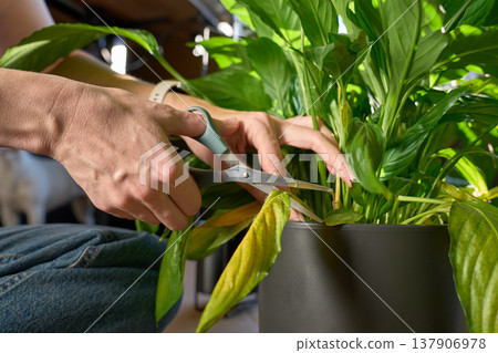 Hands trimming yellow leaf in pot with scissors indoors. Concept of houseplant care Hands trimming yellow leaf in pot with scissors indoors. Concept of houseplant care 137906978