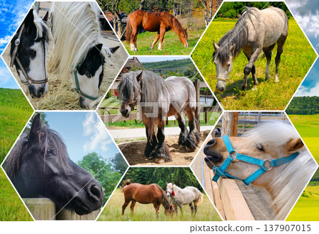 Diverse set of horse portraits and farm scenes showing horses eating hay, grazing in meadows, and resting. Professional equestrian photography for agriculture and nature themes. Diverse set of horse portraits and farm scenes showing horses eating hay, grazing in meadows, and resting. Professional equestrian photography for agriculture and nature themes. 137907015