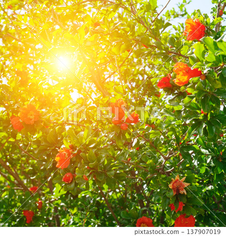 Vibrant Pomegranate Tree Branches with Bright Red Flowers and Green Leaves Under Dazzling Summer Sunlight in a Lush Garden, Close-up Horizontal Shot with Natural Lens Flare. 137907019