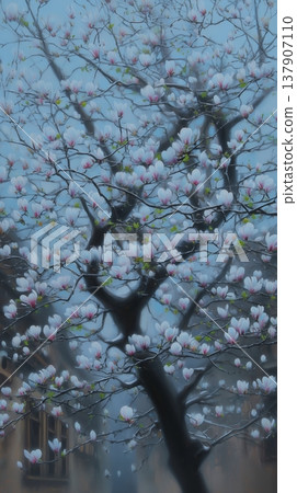 Magnificent magnolia tree in full bloom with pink flowers against a soft Magnificent magnolia tree in full bloom with pink flowers against a soft 137907110