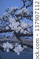 White magnolia flowers blooming on tree branch with historic building in background 137907112