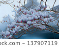 Magnolia flowers in bloom with delicate petals against a misty background near 137907119