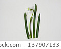 Snowdrops Flat Lay. Minimalist Early Spring Floral Arrangement on isolated on White Background. Galanthus nivalis flower. Delicate clean, simple natural composition composition, Easter banner. 137907133