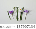 Spring Flowers Flat Lay with Crocus and Snowdrop isolated on White Background. Minimal Botanical Easter Composition with Purple, White Blooms. Fresh Seasonal Nature Arrangement Floral Design, top view 137907134