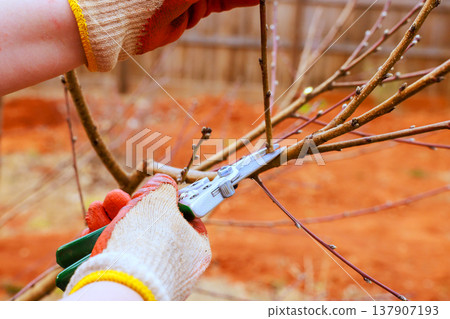 Person prunes tree branches with gardening shears in brown dirt 137907193