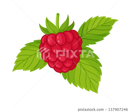 Ripe red raspberry with green leaves. Hand drawn trendy flat style isolated Ripe red raspberry with green leaves. Hand drawn trendy flat style isolated 137907246