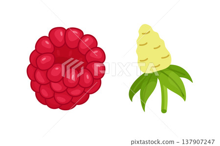 Ripe red raspberry and its core. Hand drawn trendy flat style isolated Ripe red raspberry and its core. Hand drawn trendy flat style isolated 137907247