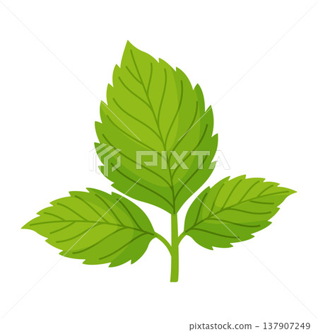 Green raspberry leaf. Hand drawn trendy flat style isolated Green raspberry leaf. Hand drawn trendy flat style isolated 137907249