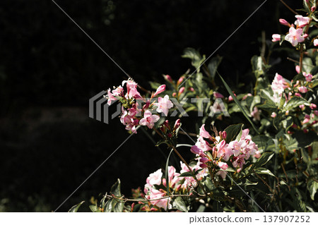 A branch of a blooming ornamental weigela shrub with clusters of pink flowers against a blurred garden greenery background 137907252