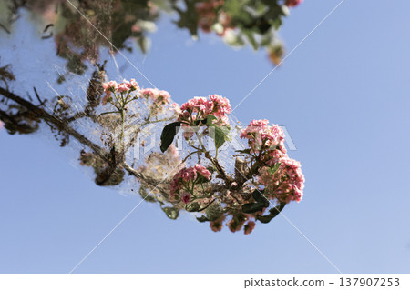 Ornamental hawthorn branch with vibrant pink blossoms completely covered in thick spider like webbing created by pest caterpillars Ornamental hawthorn branch with vibrant pink blossoms completely covered in thick spider like webbing created by pest caterpillars 137907253