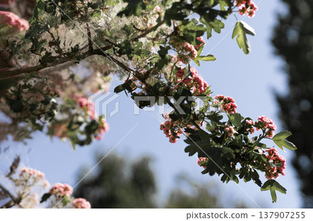 Infested ornamental hawthorn tree with branches covered in thick white webs against a clear blue sky background Infested ornamental hawthorn tree with branches covered in thick white webs against a clear blue sky background 137907255