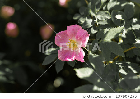 Beautiful pink dog rose flower close up with natural background blur and soft contrast Beautiful pink dog rose flower close up with natural background blur and soft contrast 137907259