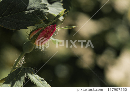 A young pink rosehip flower bud starting to open on a green bush in the garden during spring A young pink rosehip flower bud starting to open on a green bush in the garden during spring 137907260