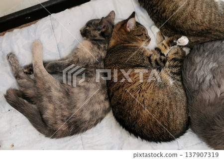 Two cats are sleeping side by side on a soft surface in an indoor space during the afternoon Two cats are sleeping side by side on a soft surface in an indoor space during the afternoon 137907319