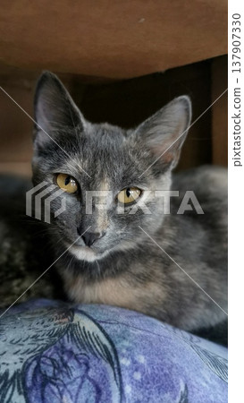 Cat with gray fur resting on a surface at home during the afternoon Cat with gray fur resting on a surface at home during the afternoon 137907330