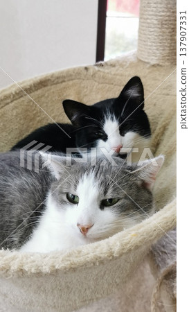Two cats rest together in a cozy space inside a home during the afternoon hours, enjoying each other's company and warmth Two cats rest together in a cozy space inside a home during the afternoon hours, enjoying each other's company and warmth 137907331