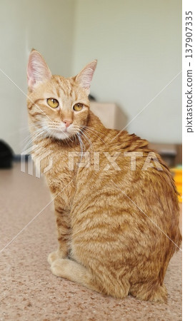 Cat sits on a floor in a bright room during the day, looking back with interest while its tail curls around its body 137907335