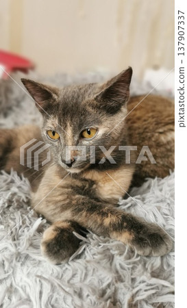 Cat resting on gray blanket in a cozy indoor space during the day with natural light streaming in through the window 137907337
