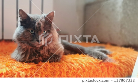 Gray cat resting on an orange blanket indoors during daylight hours 137907338