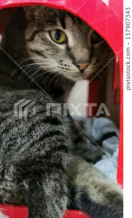 Cat resting inside a small red house in an indoor space during daylight hours 137907343