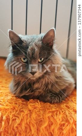 Long-haired cat rests on an orange rug in a cozy indoor space during the day while looking directly at the camera 137907344