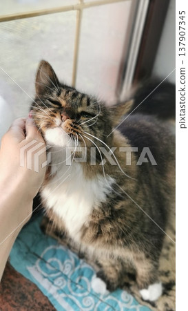 Cat enjoys gentle touch while resting by the window in a cozy home during afternoon light on a warm day 137907345