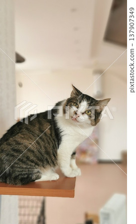 Cat sitting on a wooden shelf in a bright room during daytime while looking around curiously and enjoying its surroundings Cat sitting on a wooden shelf in a bright room during daytime while looking around curiously and enjoying its surroundings 137907349