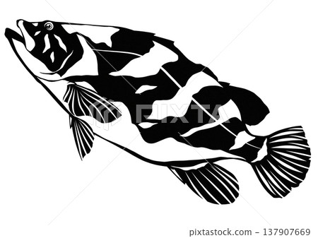 A paper-cutting and collage illustration of the delicious and high-class white fish, the grouper. A paper-cutting and collage illustration of the delicious and high-class white fish, the grouper. 137907669