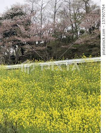 Nanohana領域 137907764