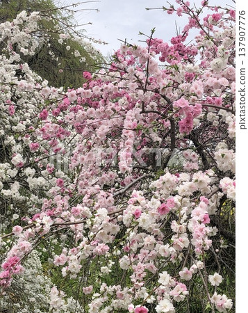 櫻花 櫻花 137907776
