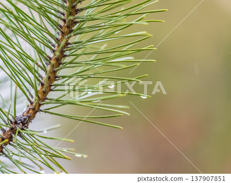 Background of green spruce branches with water drops after rain Background of green spruce branches with water drops after rain 137907851