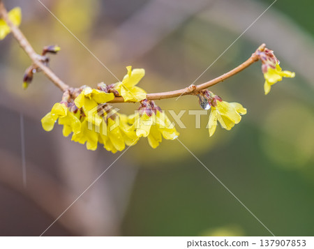 Forsythia with rain drops. Blooming forsythia bush. Yellow flower on a branch of forsythia. 137907853