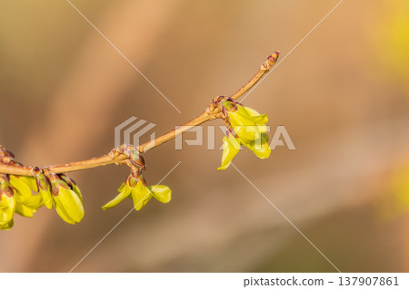 Forsythia. Blooming forsythia bush. Yellow flower on a branch of forsythia. 137907861