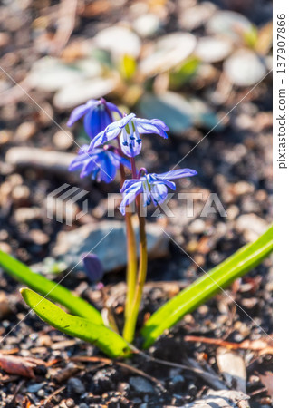 Siberian squill, wood squill, Scilla siberica meadow plant with blue blossom in grass. Spring flower background Siberian squill, wood squill, Scilla siberica meadow plant with blue blossom in grass. Spring flower background 137907866