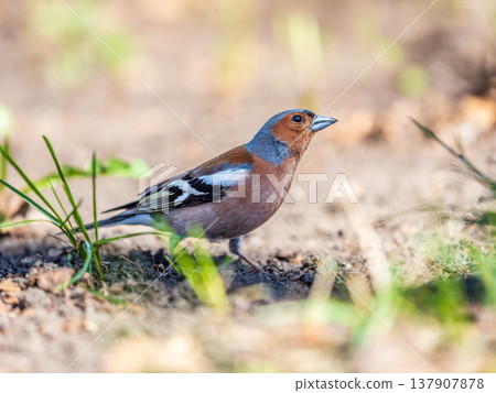 Common chaffinch, Fringilla coelebs, sits on a green lawn in spring. Common chaffinch in wildlife. 137907878