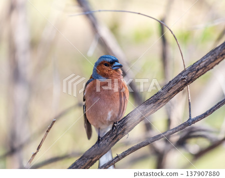 Common chaffinch, Fringilla coelebs, sits on a tree. Common chaffinch in wildlife. Common chaffinch, Fringilla coelebs, sits on a tree. Common chaffinch in wildlife. 137907880